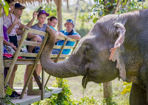 The Phuket Elephant Sanctuary: A Bastion of Hope for Thailand's Gentle Giants